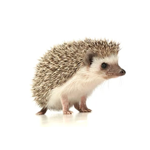 African Pygmy Hedgehog