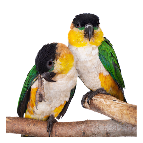 Black-Headed Caique