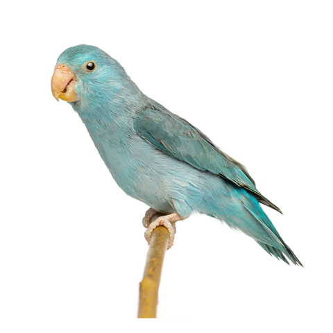 Blue Parrotlet