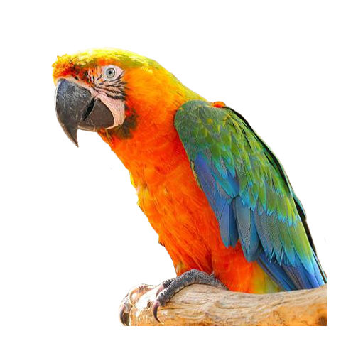 Catalina Macaw
