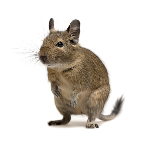 Degu