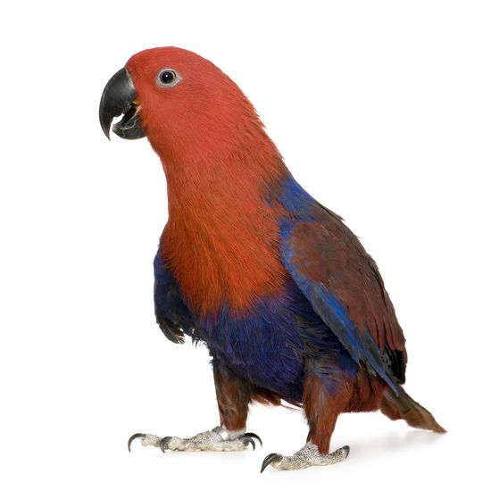 Female Eclectus