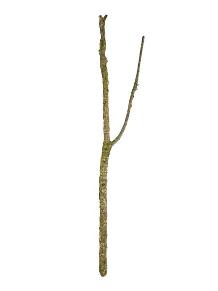 PROREP CORK OAK BRANCH 80-100CM