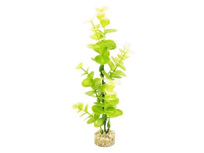 Sydeco Water Eucalyptus 22cm