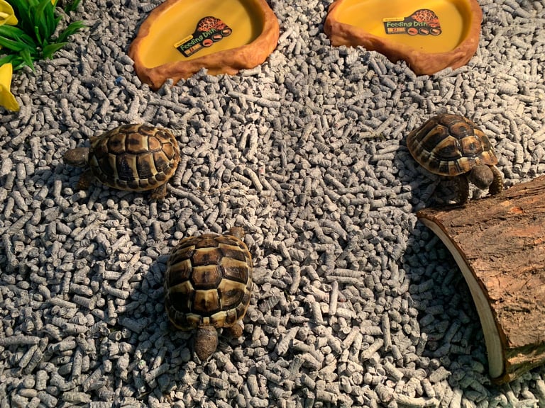 Hermann's Tortoise