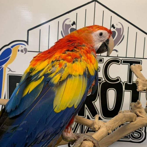Scarlet Macaw