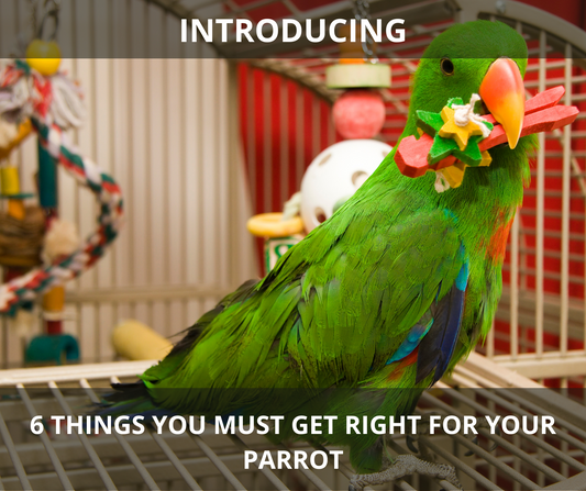6 Things You Must Get Right For Your Parrot