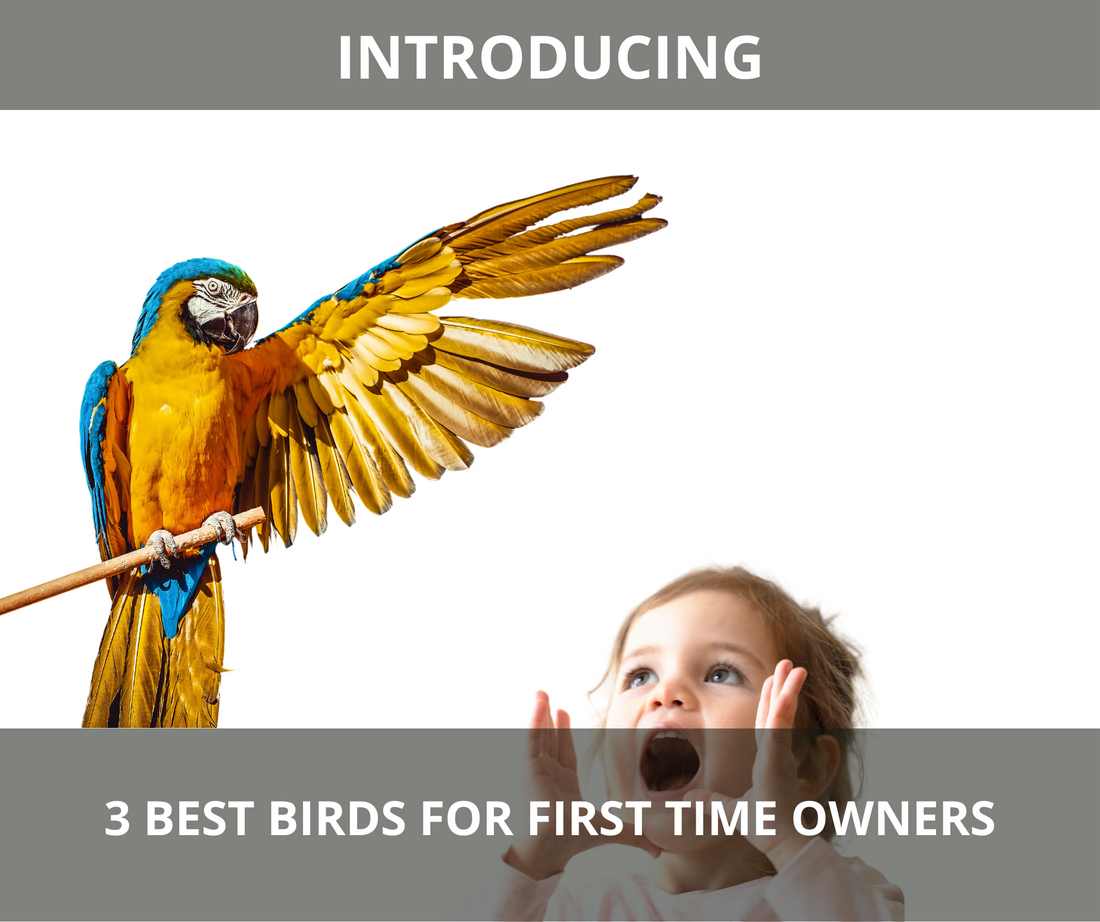 3 Best Birds for First-Time Owners