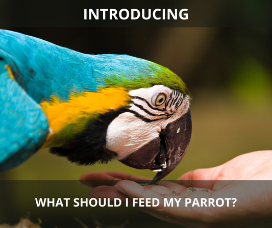 What Should I Feed My Parrot?