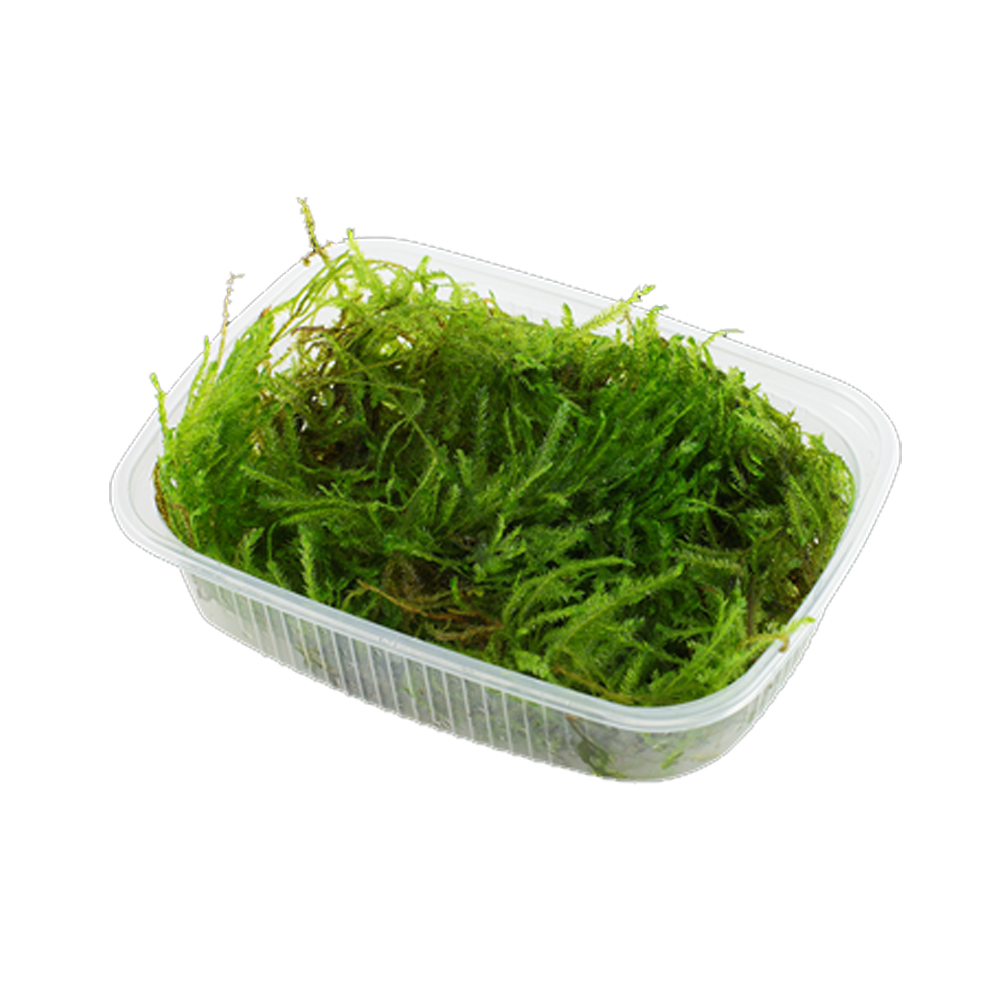 Live Moss