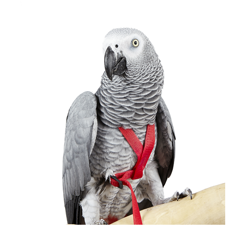 Bird Harnesses