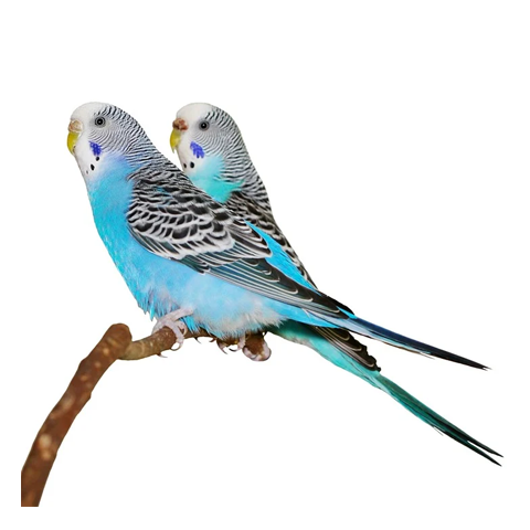 Budgie Food