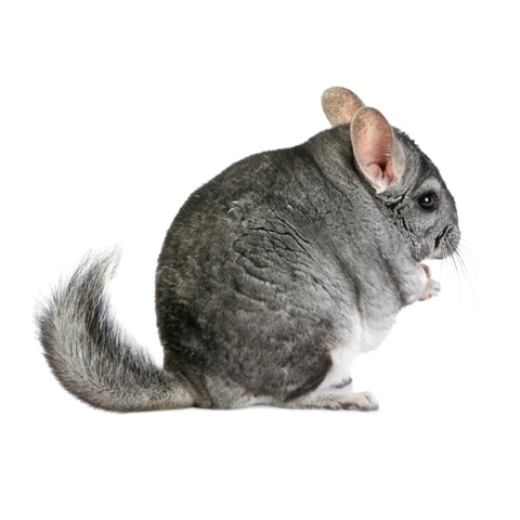 Chinchilla Food