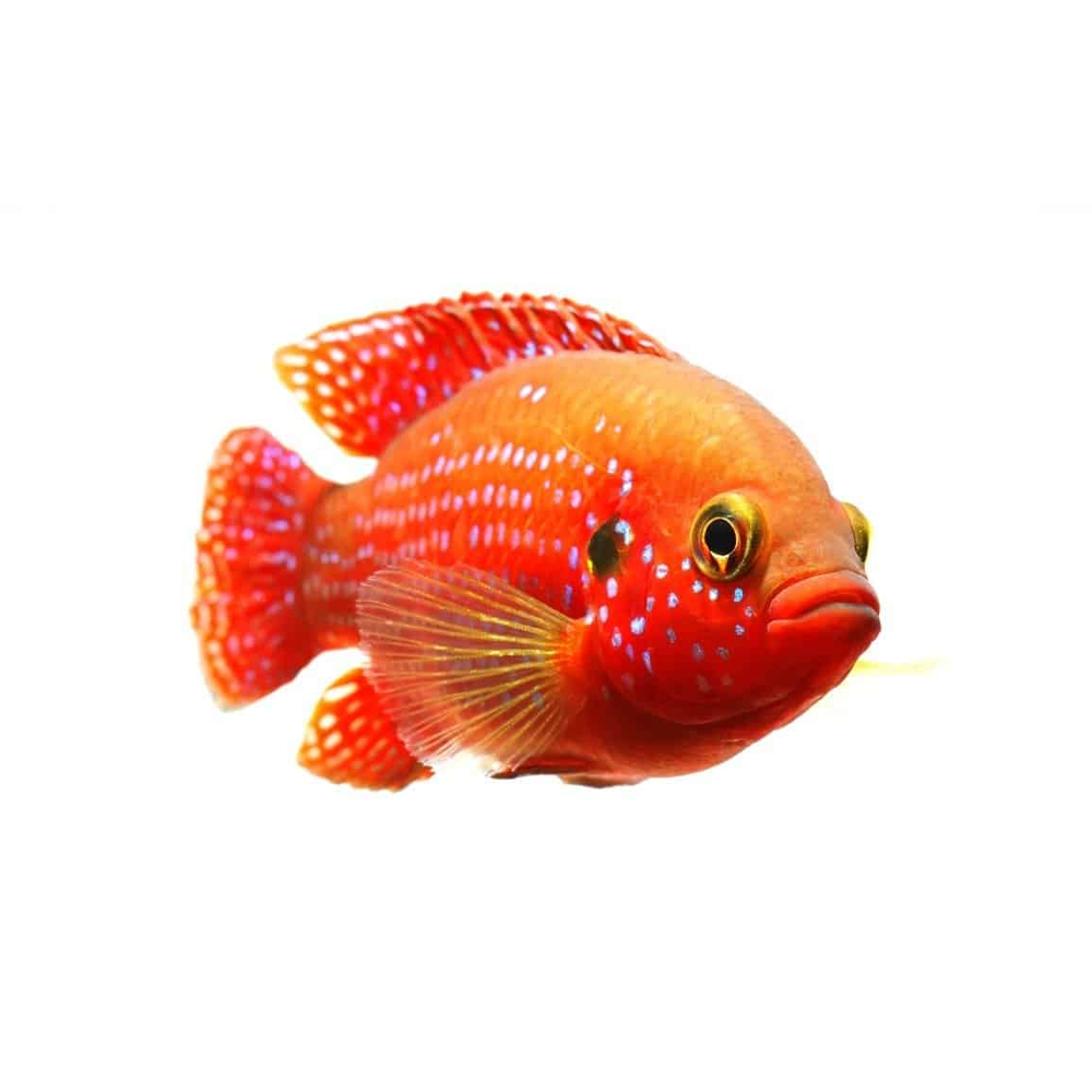 Cichlids