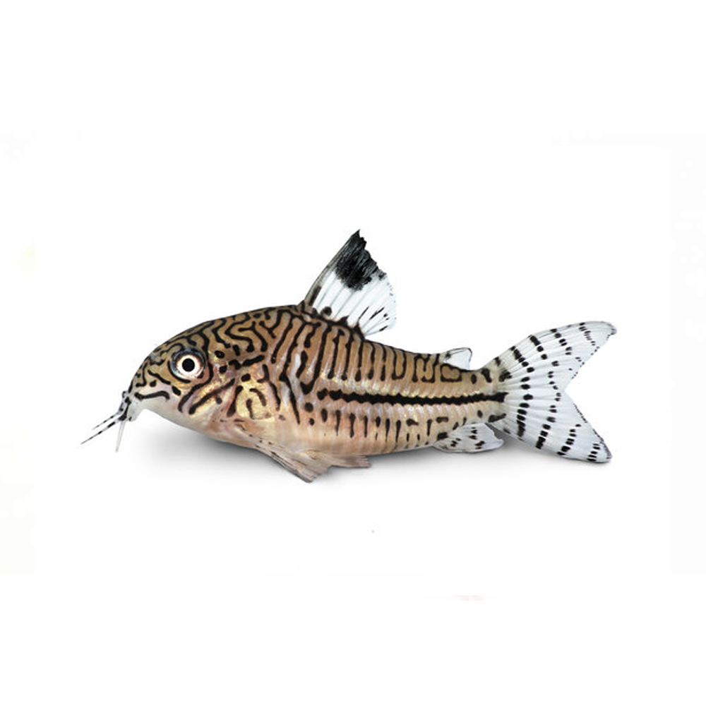 Corydoras