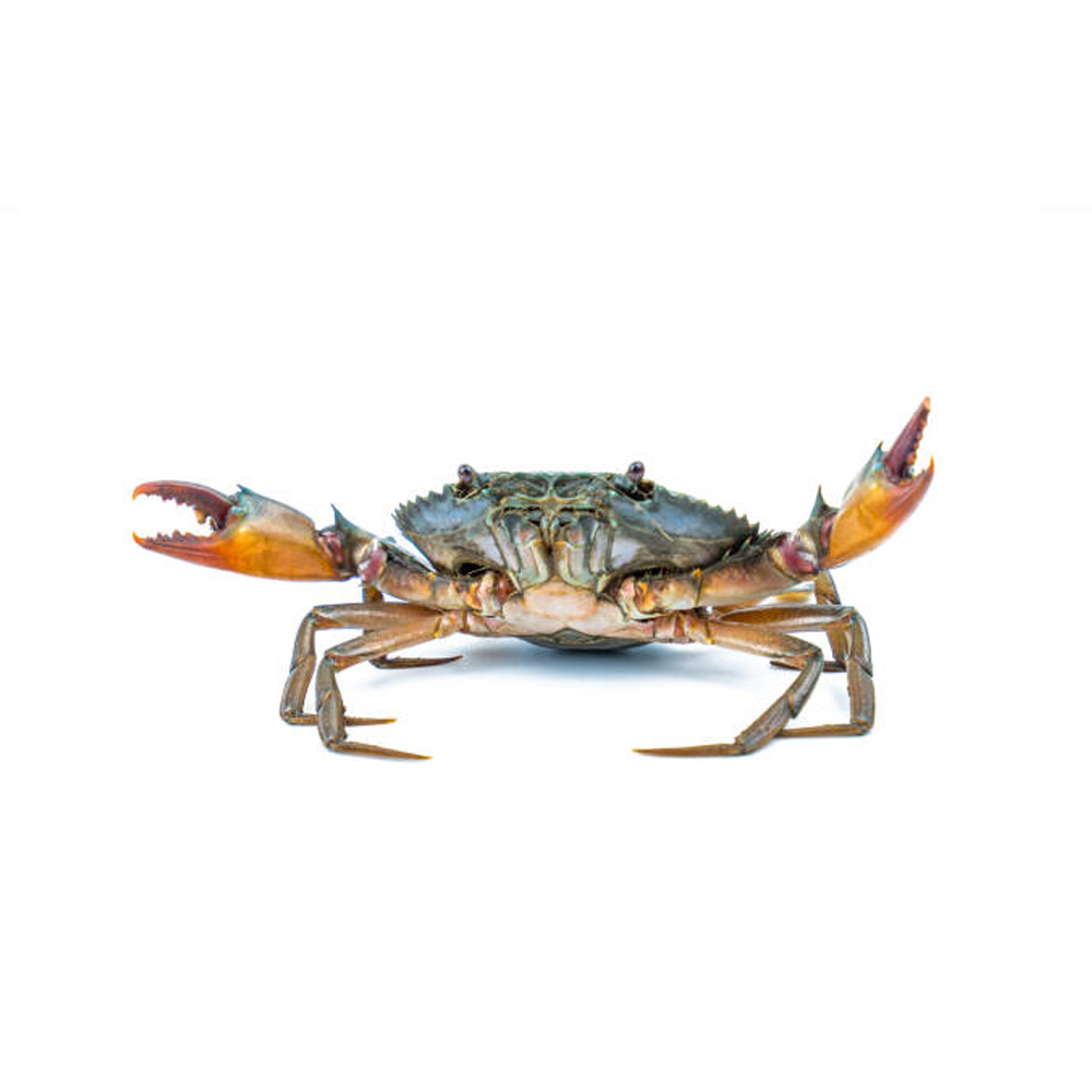 Crabs