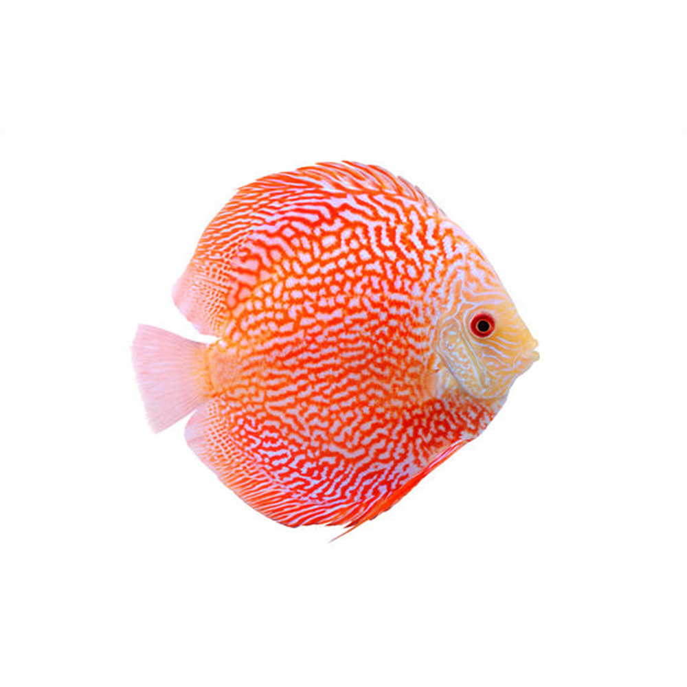 Discus