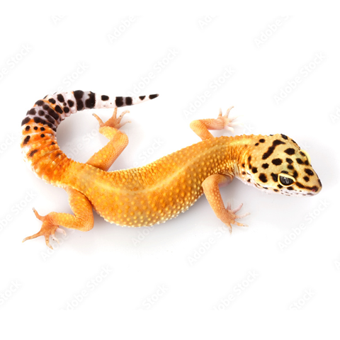 Gecko Food