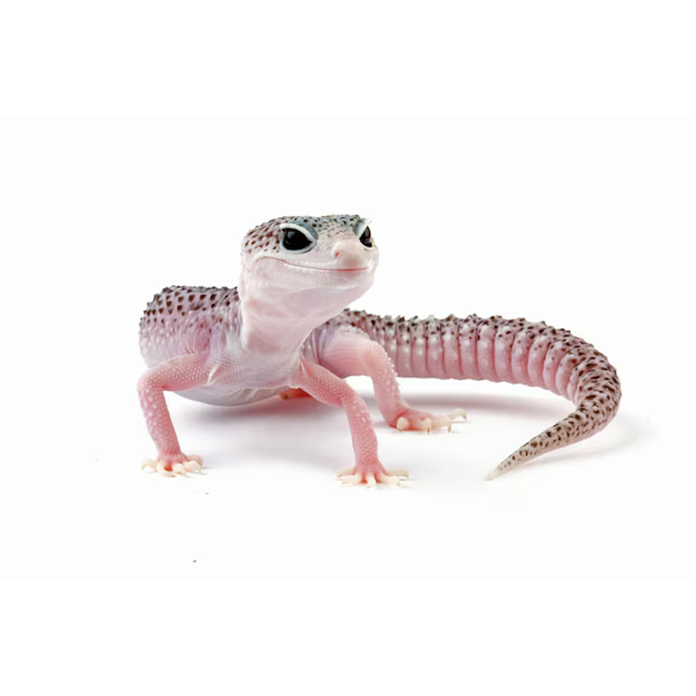 Geckos