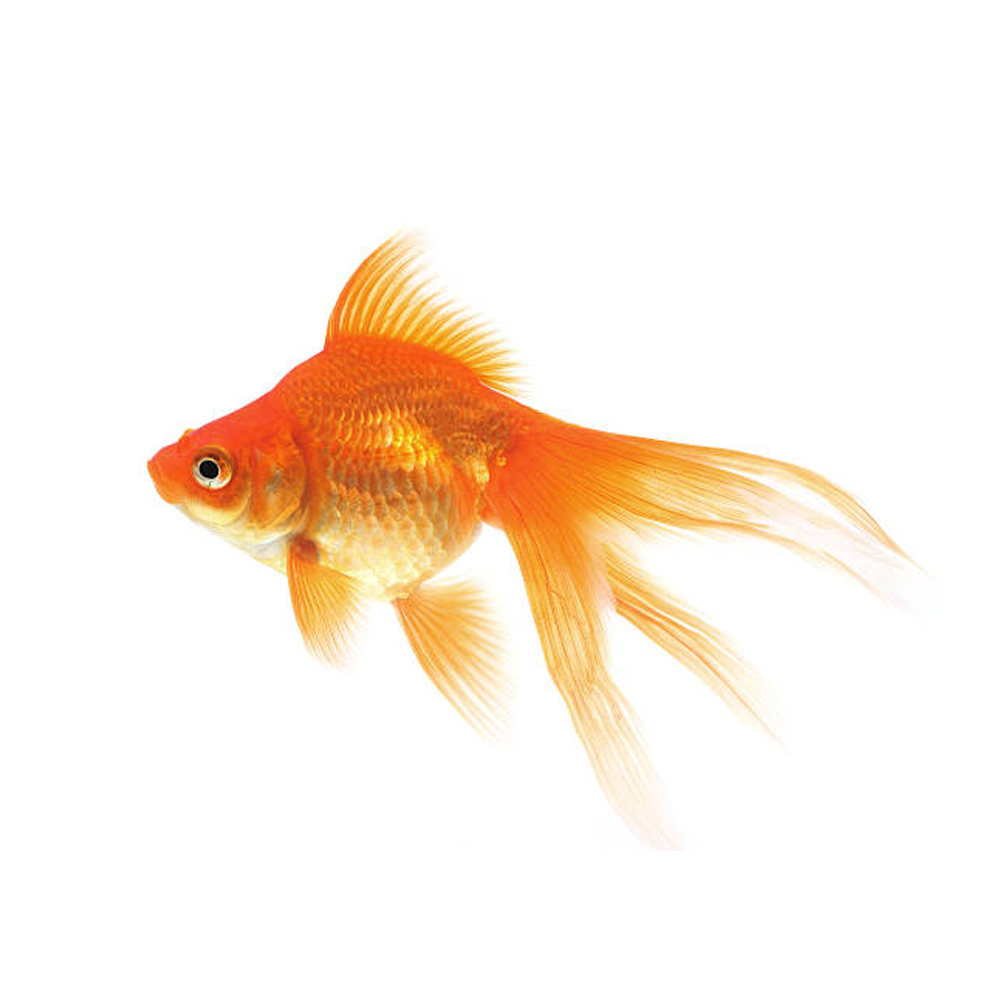 Goldfish