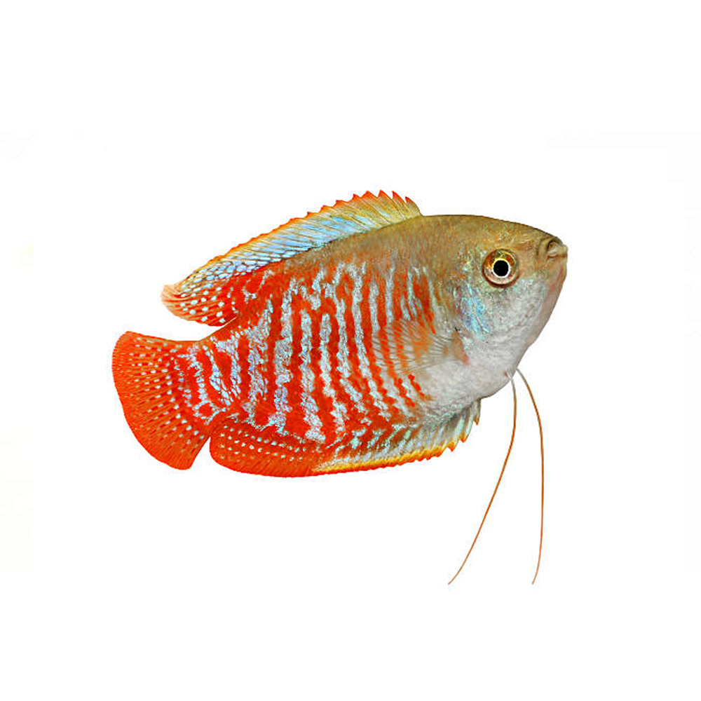 Gouramis