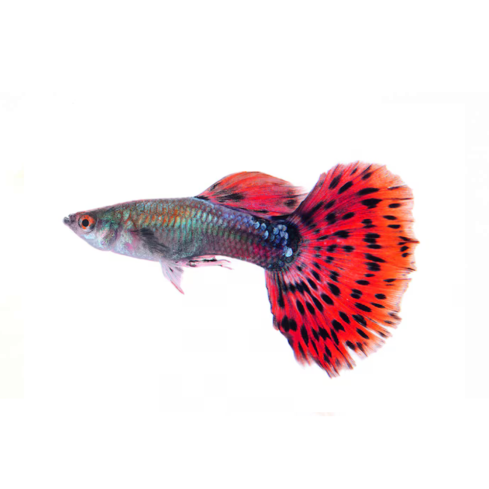 Guppies
