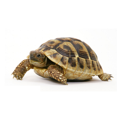 Tortoise Food