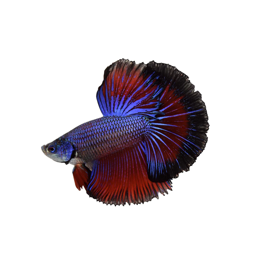 In-Store Fish – Seth's Little Zoo