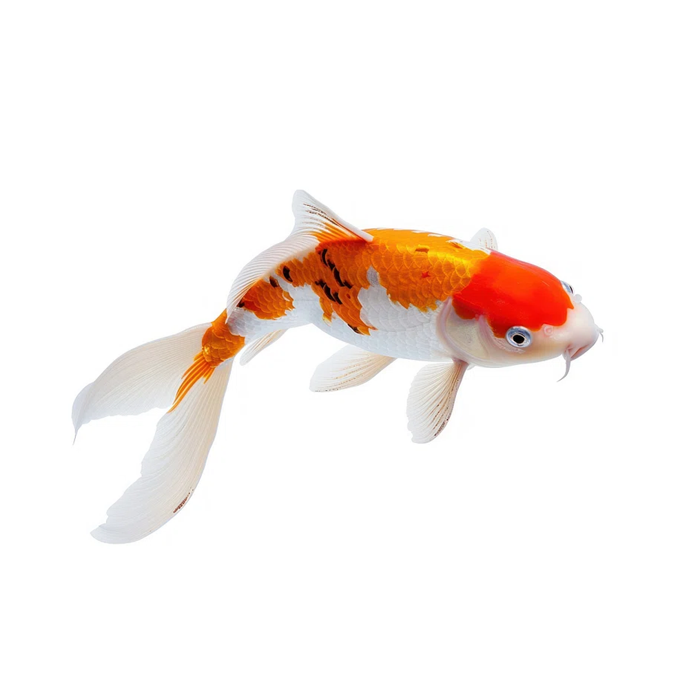 Koi
