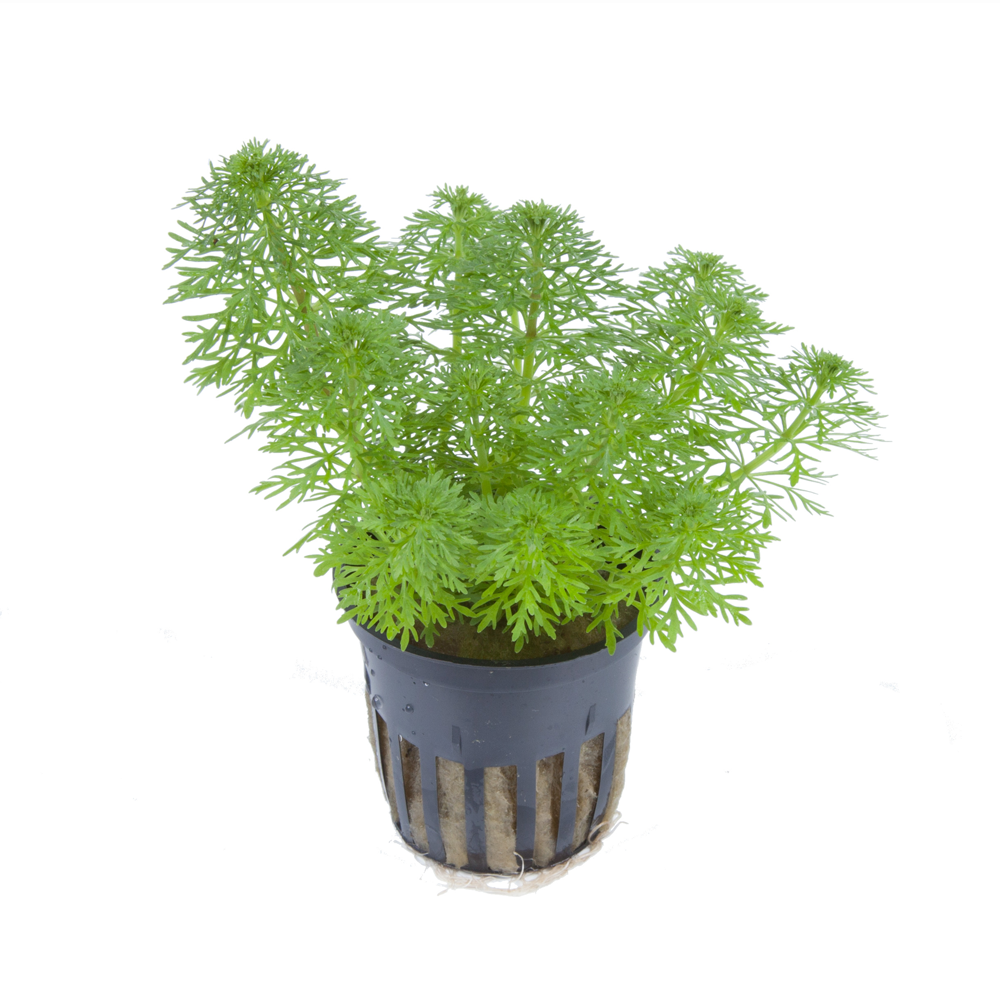 Live Plants