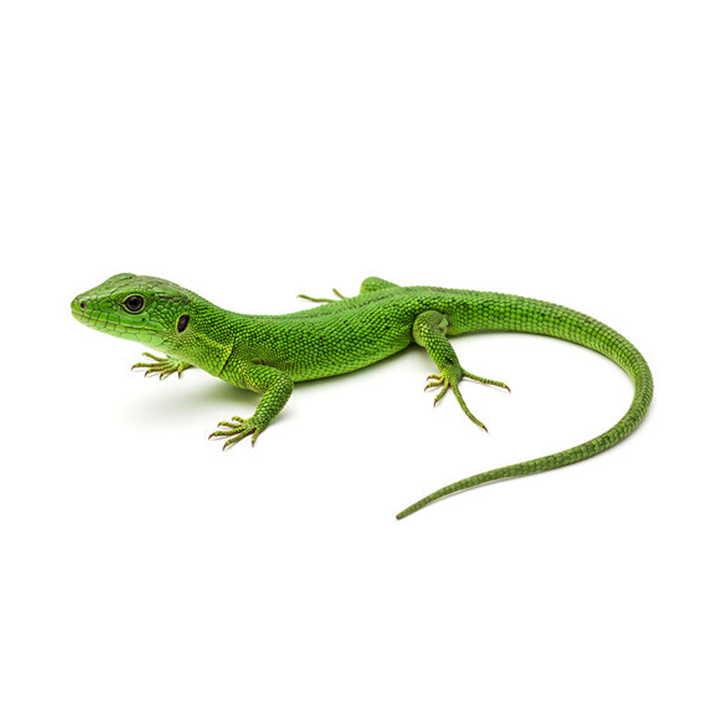 Lizards