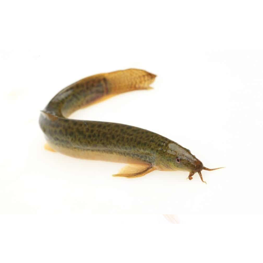 Loaches