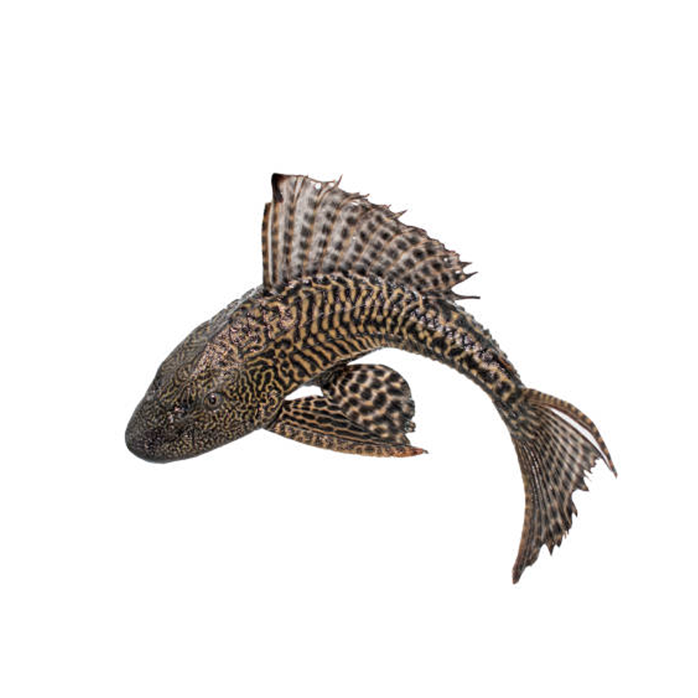 Plecos