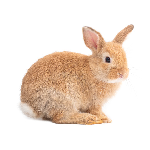 Rabbit Food