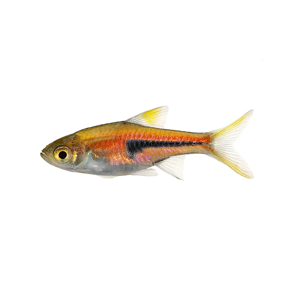 Rasboras