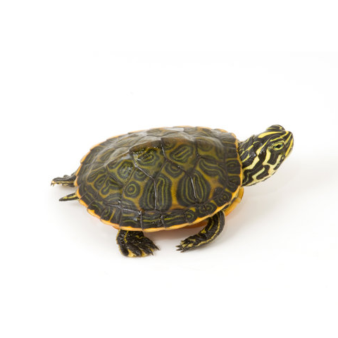 Turtle Food