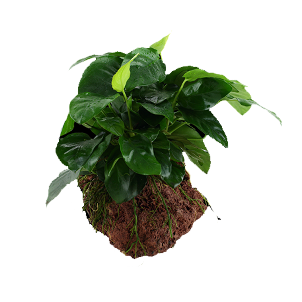 Rock Plants