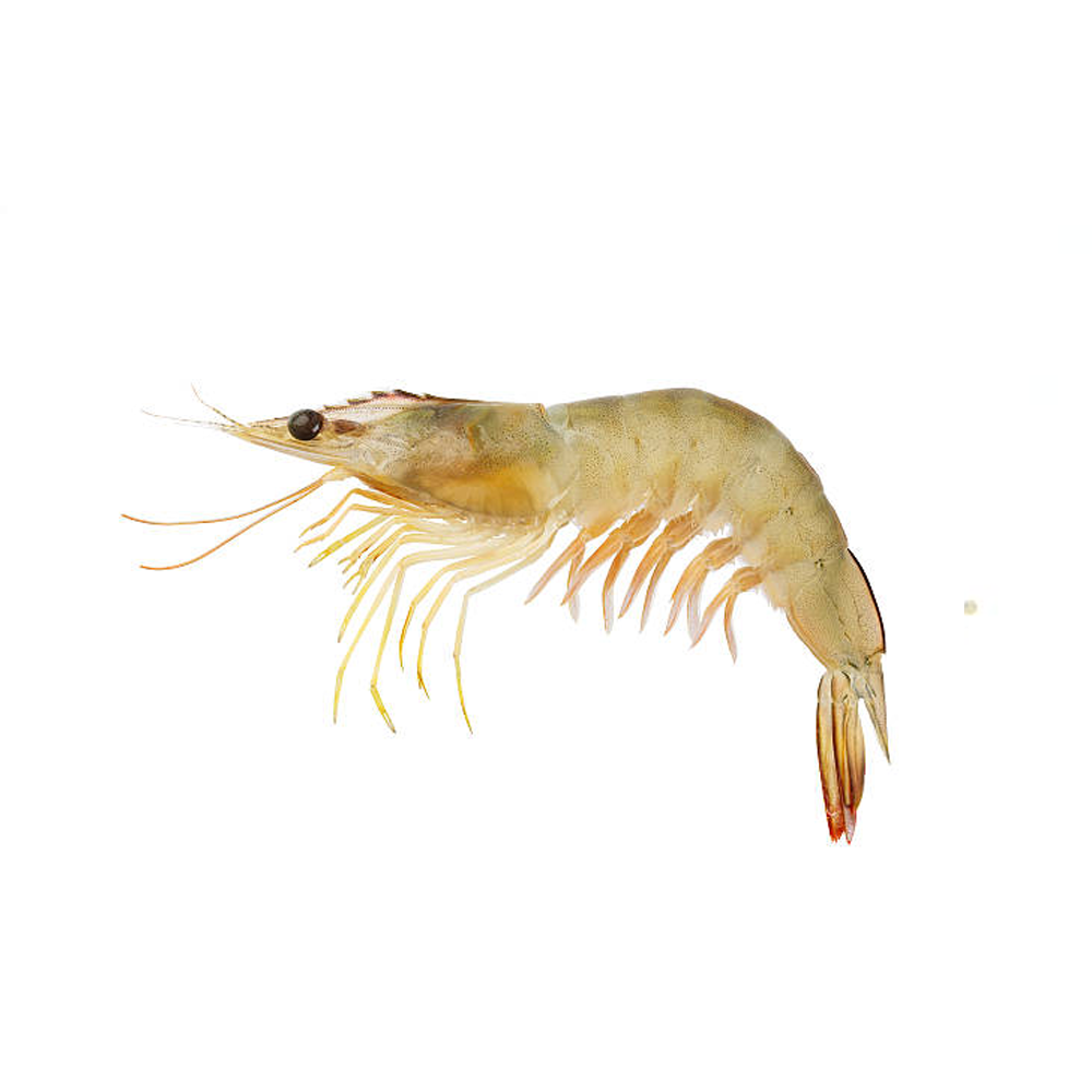 Shrimps