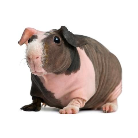 Guinea Pig Food