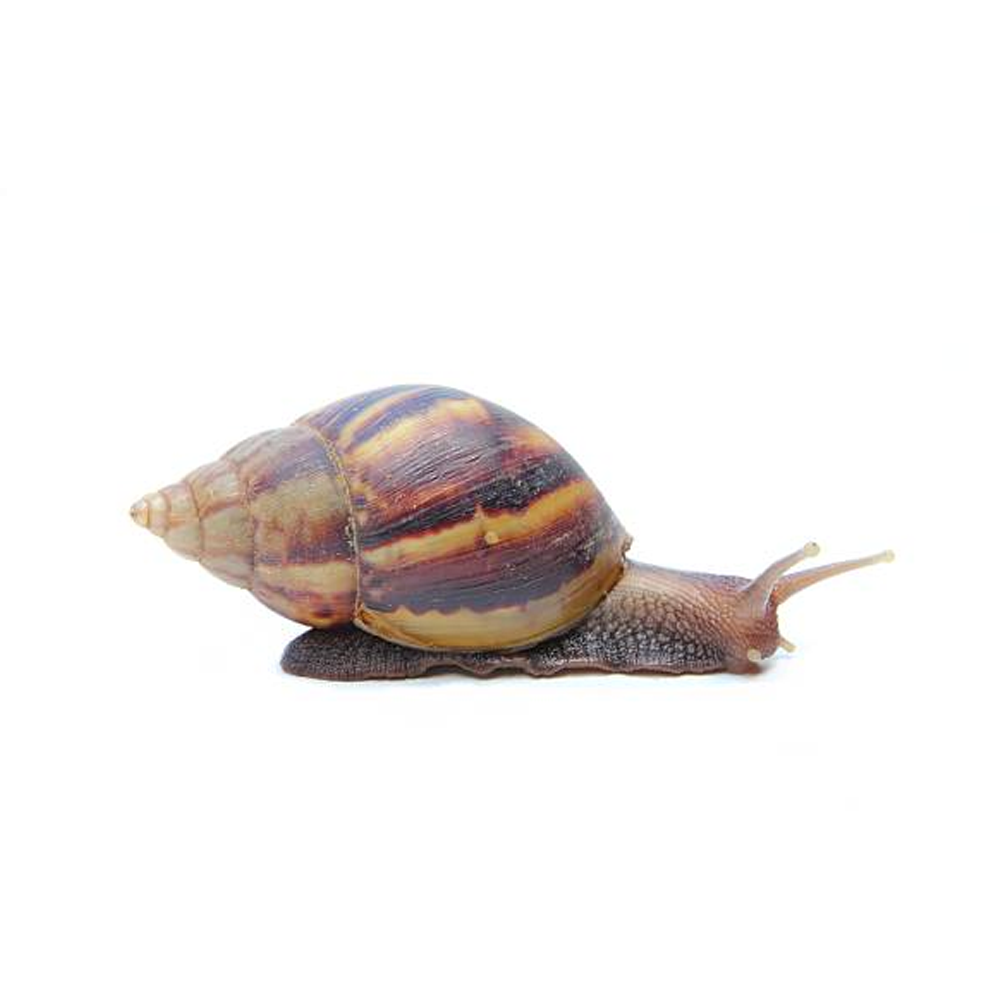 Snails
