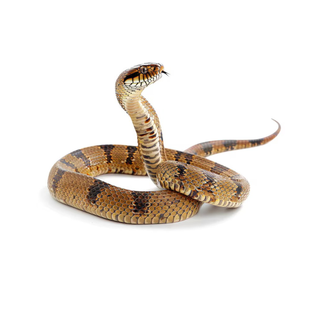 Snakes