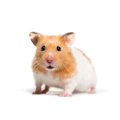 Hamster & Gerbil Food