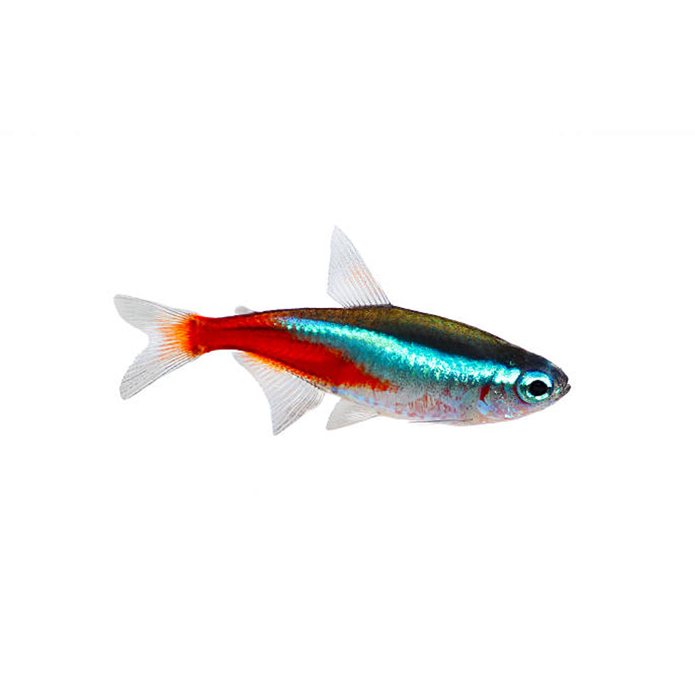 Tetras