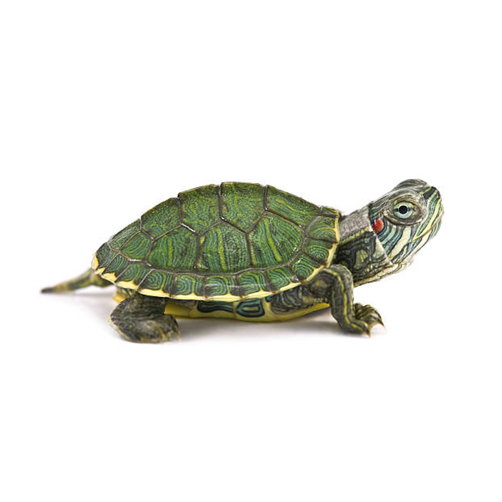 Turtles