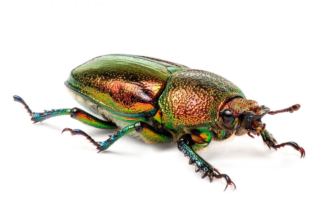 Insect Food