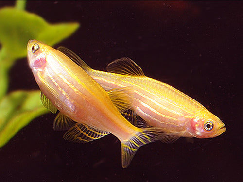 Golden Zebra Danio L