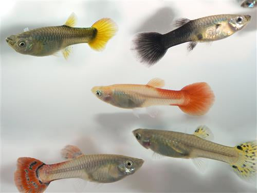 Assorted Female Guppy