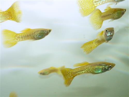 Golden King Cobra Male Guppy