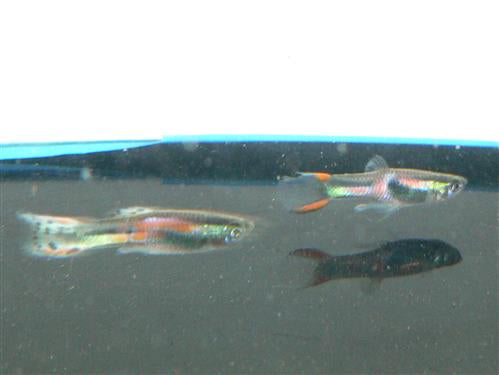 Dwarf Endler Male Guppy L