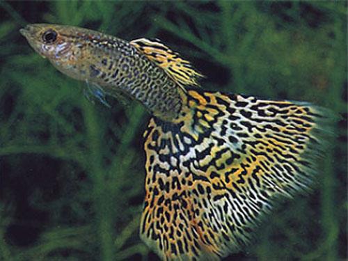 Green King Cobra Male Guppy L